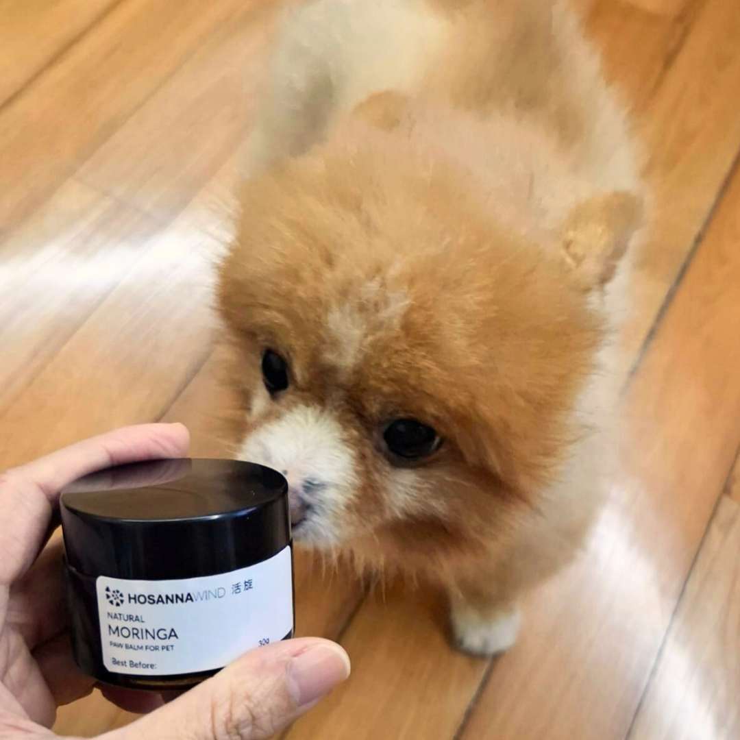 HOSANNAWIND MORINGA PET CARE PRODUCTS INSTRUCTOR CERTIFICATION TRAINING