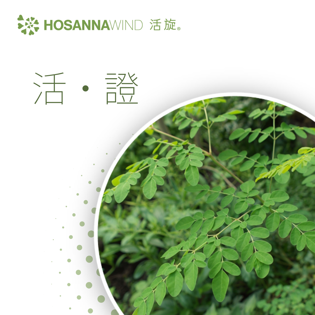 HOSANNAWIND MORINGA LEAF POWDER