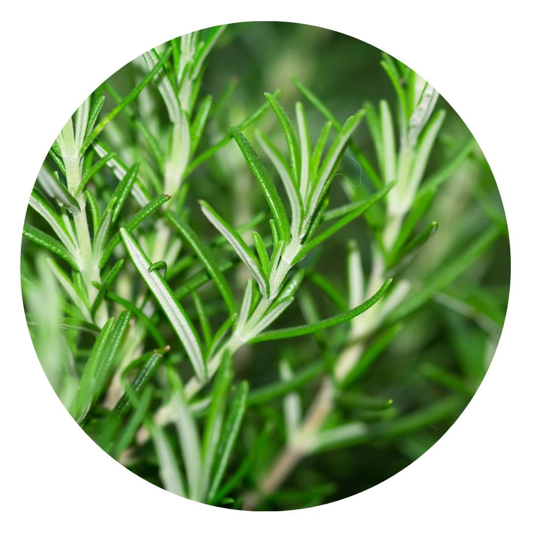 HOSANNAWIND ORGANIC ROSEMARY HYDROSOL