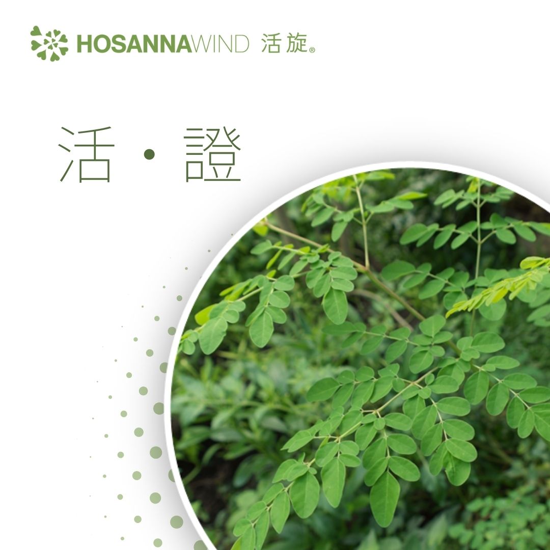 HOSANNAWIND MORINGA ECZEMA CARE TRIAL SET