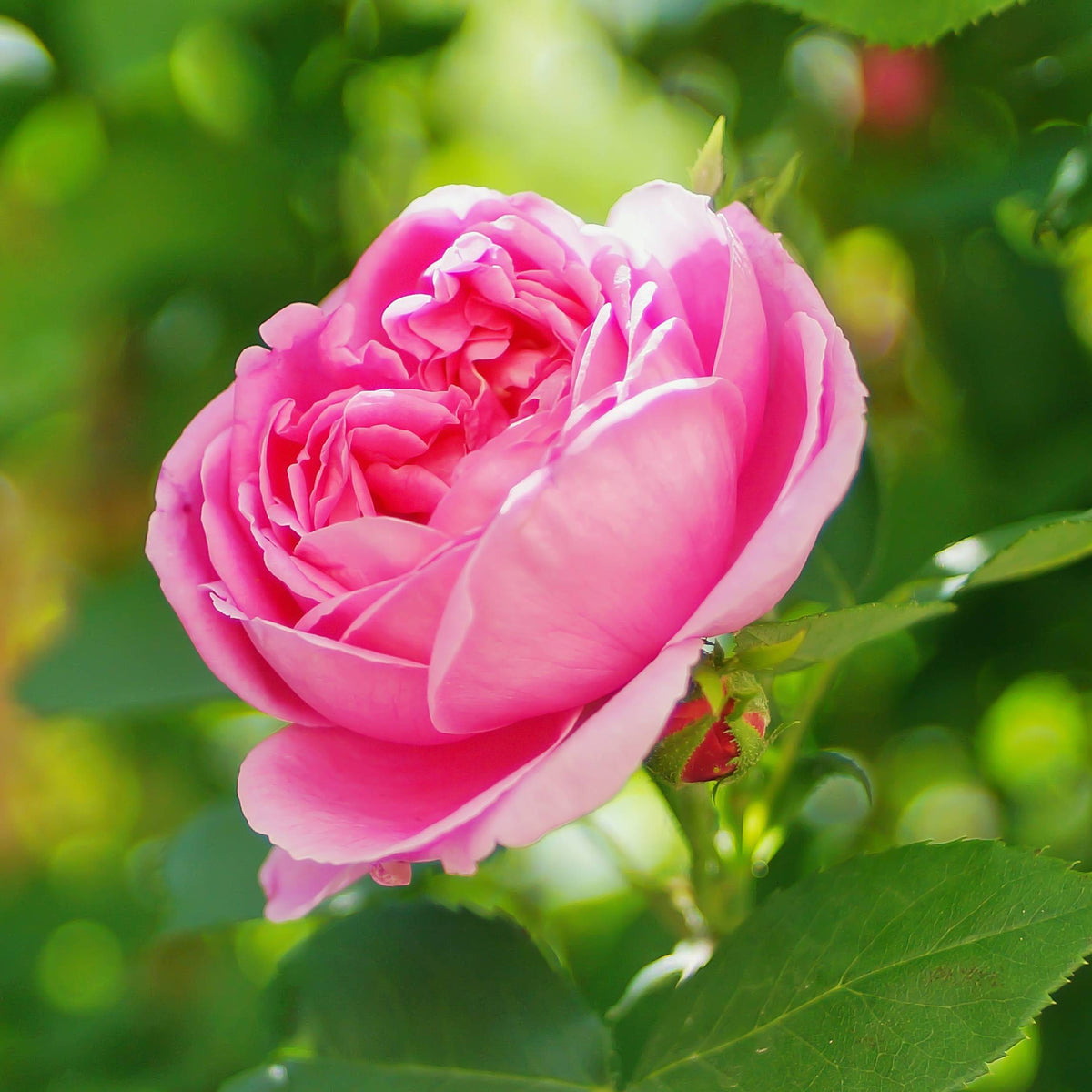 HOSANNAWIND ORGANIC ROSE OTTO HYDROSOL