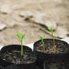 MORINGA SEEDLINGS